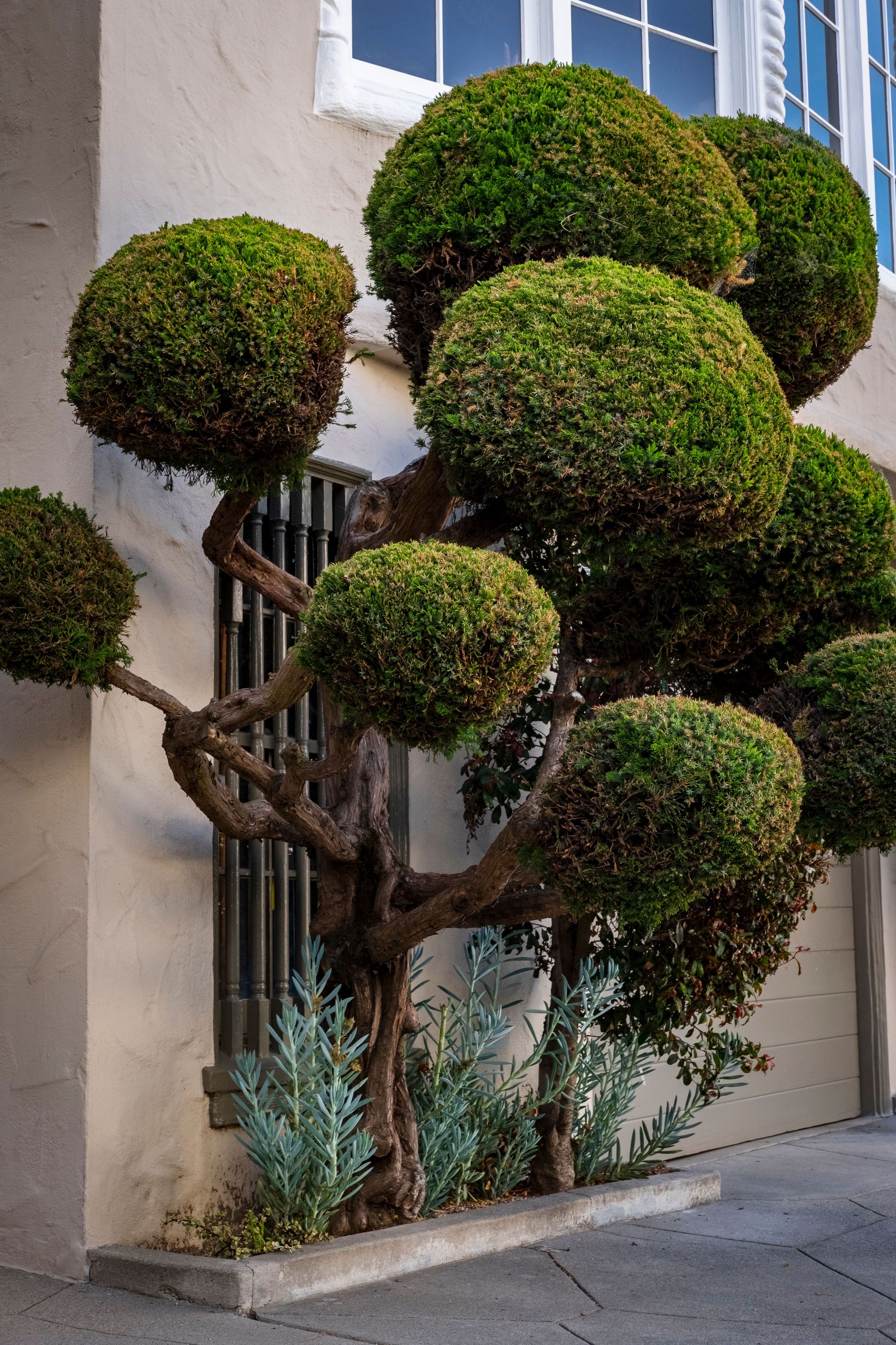 Beautifully shaped topiary tree next to an urban building wall with windows and paved area.